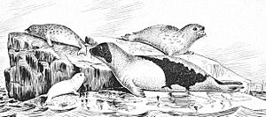 Archivo:Phoca groenlandica