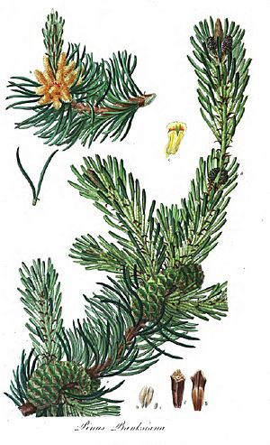 Archivo:Pinus banksiana1