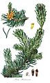 Pinus banksiana1
