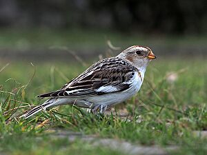 Archivo:Plectrophenax nivalis P3130099