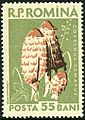 Posta Romana - 1958 - mushroom 55B