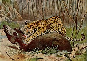 Archivo:Roosevelt in Africa 0025 jaguar with kill