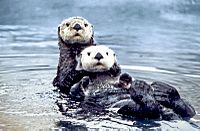 Archivo:Sea otter pair2