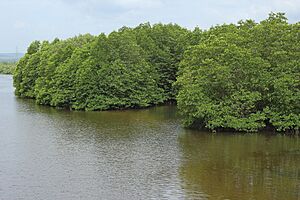 Archivo:Sihanoukville Province, Stueng Hav - river