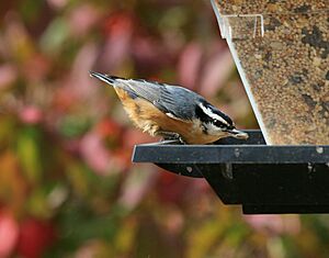 Archivo:Sitta canadensis1