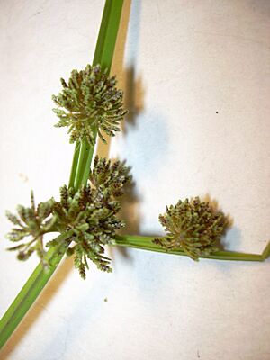 Archivo:Starr 030808-0051 Cyperus difformis