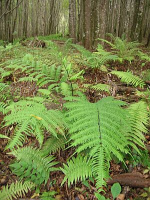 Archivo:Starr 051211-5680 Pteris excelsa