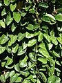 Starr 071024-0405 Passiflora quadrangularis