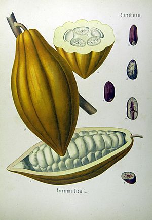 Archivo:Theobroma cacao - Köhler–s Medizinal-Pflanzen-137