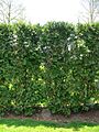 Thuja occidentalis2
