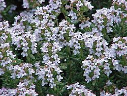 Thymus vulgaris0.jpg