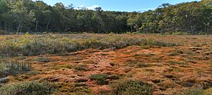 Archivo:Turbera de sphagnum