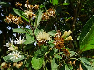 Archivo:Vernonia amygdalina 06