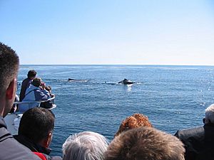 Archivo:Whale Watching