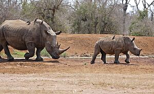 Archivo:White Rhinos (Ceratotherium simum) female and young ... (31685975553)