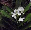 009 ginger white2