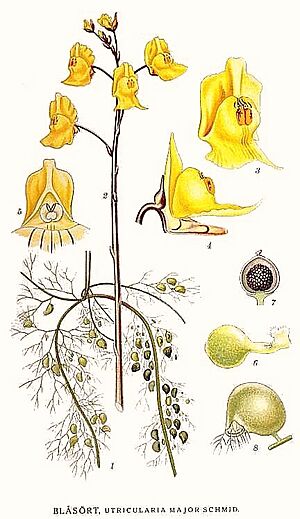 Archivo:131 Utricularia major