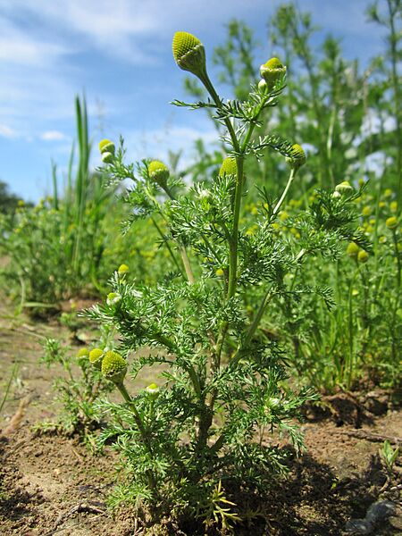 20130602Matricaria discoidea5