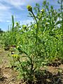 20130602Matricaria discoidea5