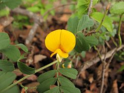 Adesmia denticulata Clos. by pabloendemico - 001.jpg