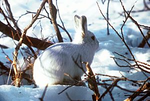Archivo:Arctic Hare