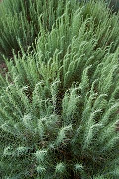 Artemisia filifolia.jpg