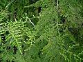 Asparagus plumosus