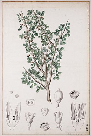 Archivo:Balsamodendron ehrenbergianum00