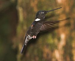 Black Inca (Coeligena prunellei) (8079735186).jpg