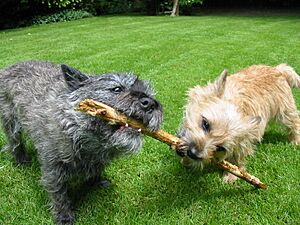 Archivo:Cairn-Terrier-Garten2