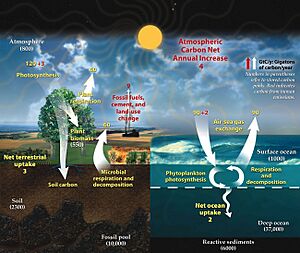 Archivo:Carbon cycle