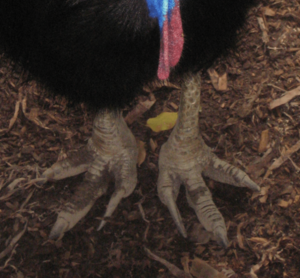 Archivo:Cassowary feet closeup