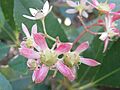 Ceratopetalum gummiferum l5