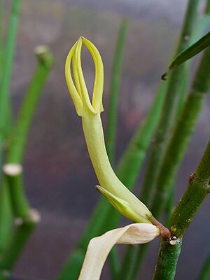 Archivo:Ceropegia dichotoma 001
