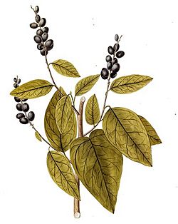 Coccoloba diversifolia - Jacquin.jpg