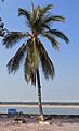Cocos nucifera Kratie Cambodia