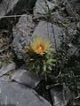 Coryphantha octacantha 1