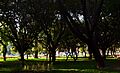 Cubbon Park W