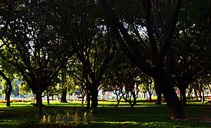 Archivo:Cubbon Park W