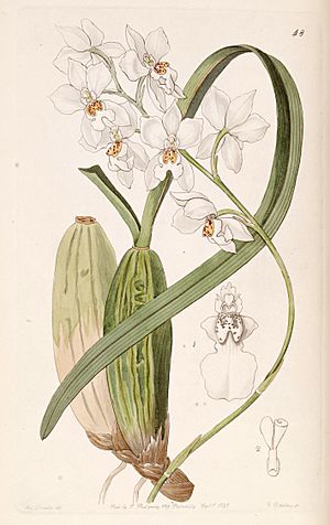 Archivo:Cuitlauzina pulchella or Odontoglossum pulchellum or Osmoglossum pulchellum - Edwards vol 27 (NS 4) pl 48 (1841)