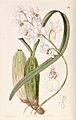 Cuitlauzina pulchella or Odontoglossum pulchellum or Osmoglossum pulchellum - Edwards vol 27 (NS 4) pl 48 (1841)