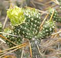 Cylindropuntia ramosissima 11