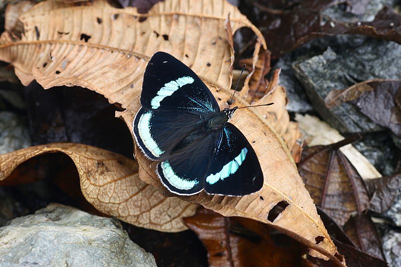 Diaethria neglecta neglecta uppersides