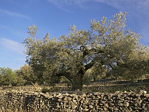 Archivo:El Perelló - Old olive tree