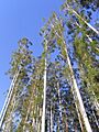 Eucalyptus grandis Kerewong State Forest 55 metres tall