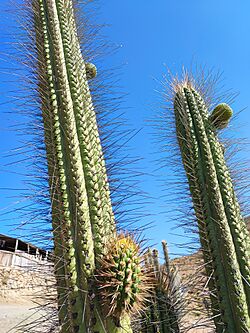 Eulychnia acida (copao) in the Coquimbo region (Chile) 02.jpg