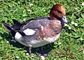 Eurasian.wigeon.2.arp.750pix