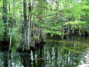 Archivo:Everglades Park swamp