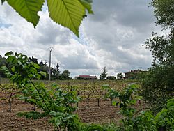 Finca de Ternero.jpg