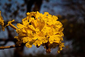 Archivo:Flor-araguaney